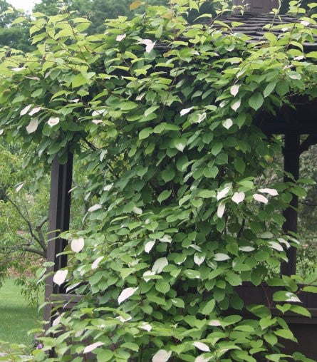 Kiwi - Arctic Beauty (Male)