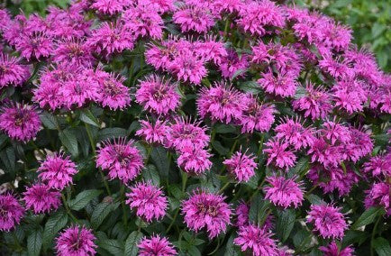 Monarda 'Electric Neon Purple' Balmy