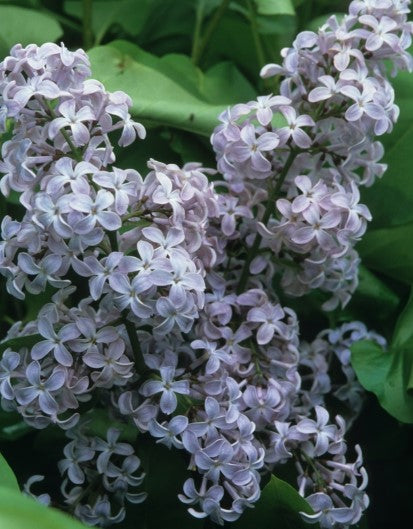 Lilac - President Lincoln