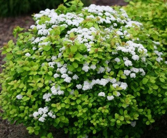 Spirea - Tor Birchleaf