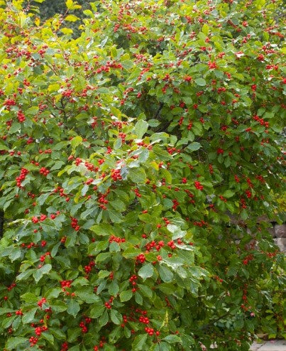 Winterberry - Wildfire