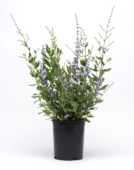 Perovskia 'Blue Spritzer’ Russian Sage