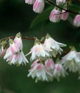 Deutzia - Godsall Pink
