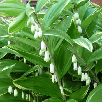 Polygonatum 'Solomon's Seal' Variegated