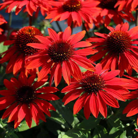 Echinacea 'Sombrero Sangrita' Coneflower