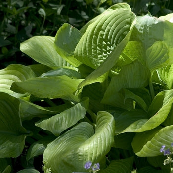 Hosta 'Sum and Substance' Plantain Lily