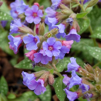 Pulmonaria 'Trevi Fountain' Lungwort