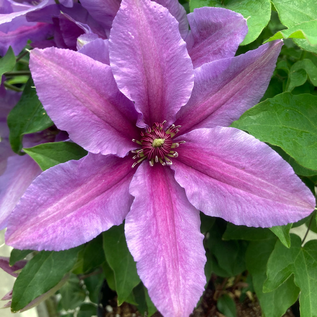 Clematis 'Tumaini'