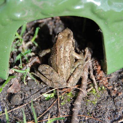 Toad House