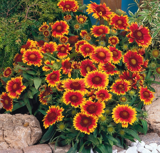 Gaillardia 'Arizona Sun' Blanket Flower