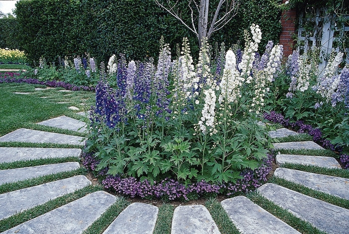 Delphinium 'Guardian Mix' Larkspur
