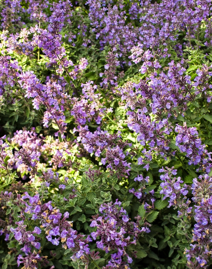 Nepeta ‘Cats Meow'