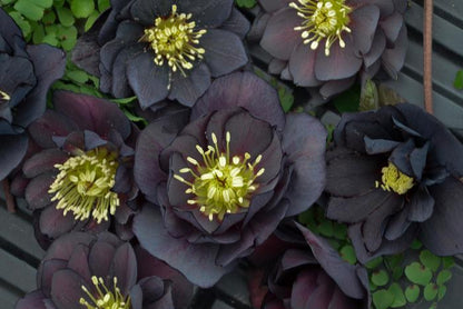 Helleborus 'Dark & Handsome'