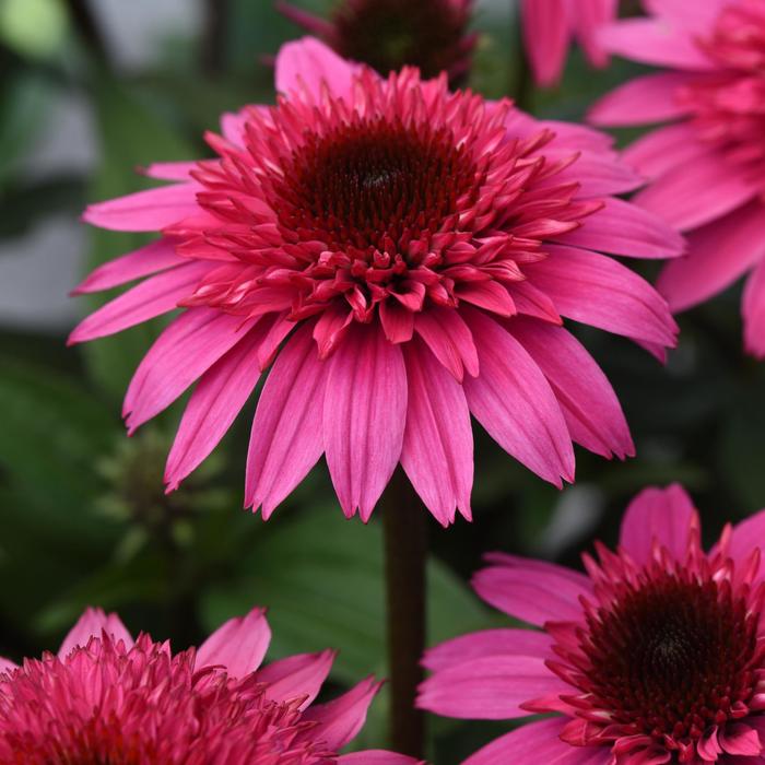Echinacea Double Scoop ‘Deluxe Watermelon’ Coneflower
