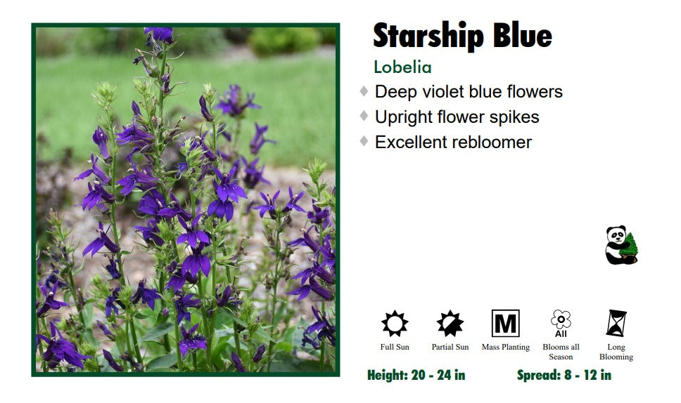 Lobelia "Starship Blue" Cardinal Flower
