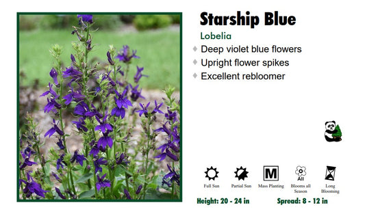 Lobelia "Starship Blue" Cardinal Flower