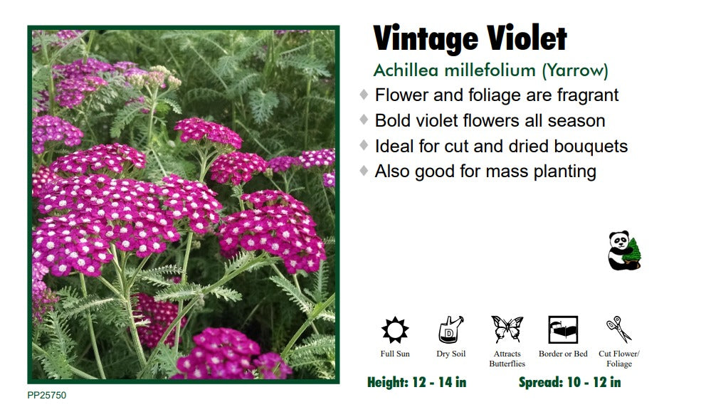 Achillea "Vintage Violet" Yarrow