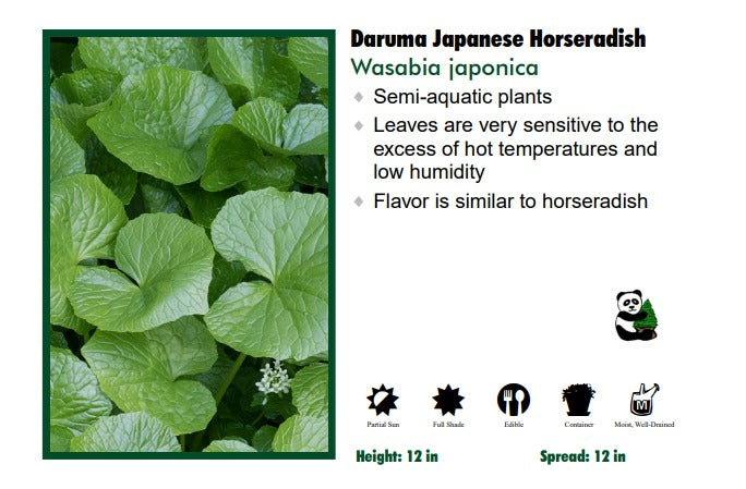 Wasabia japonica 'Daruma' Japanese Horseradish