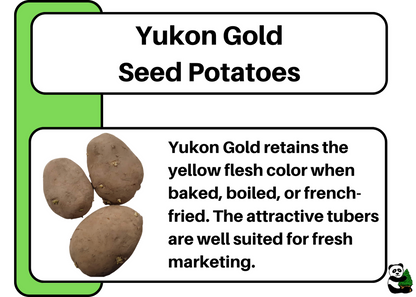 Seed Potato - Yukon Gold