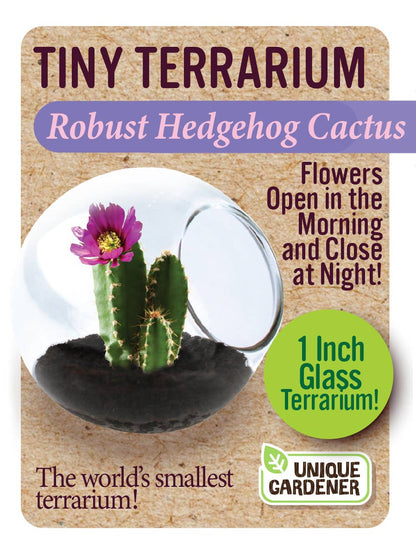 Tiny Terrarium Cactus