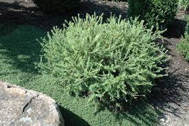 Prag European Larch