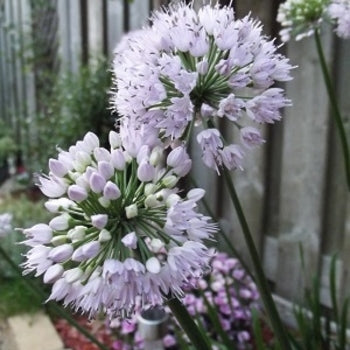 Allium 'Summer Beauty' Ornamental Onion