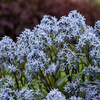 Amsonia ‘Storm Cloud’