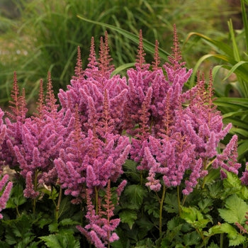 Astilbe chinensis ‘Visions’ False Spirea