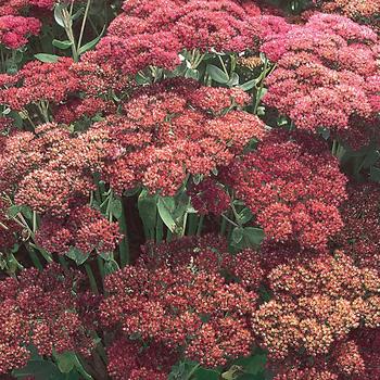 Sedum 'Autumn Joy' Stone Crop