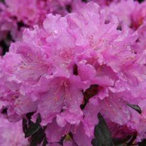 Rhododendron - P.J.M. Checkmate Dwarf