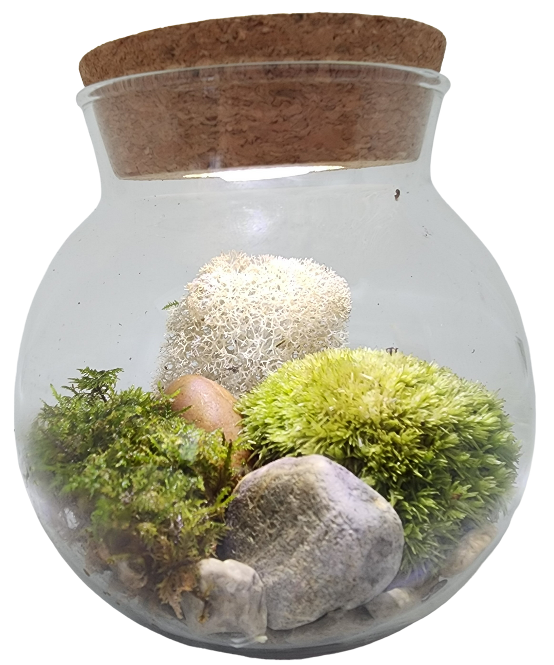 MossBowl Glass Terrarium