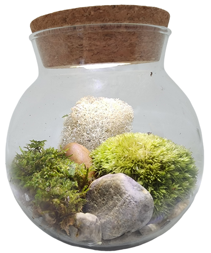MossBowl Glass Terrarium