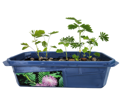 Astounding Moving Plant Terrarium