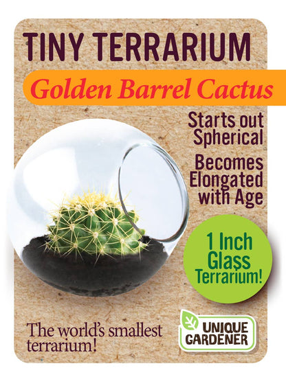 Tiny Terrarium Cactus