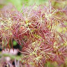 Japanese Maple - Baby Lace