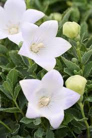 Platycodon 'Astra White' Balloon Flower