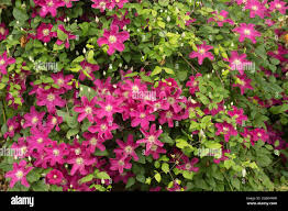 Clematis 'Barbara Harrington'