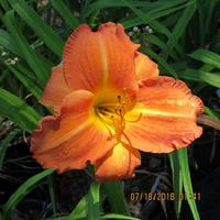 Hemerocallis 'Hot Ember' Daylily