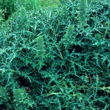 Acanthus 'Spinosus' Spiny Bear's-Breeches