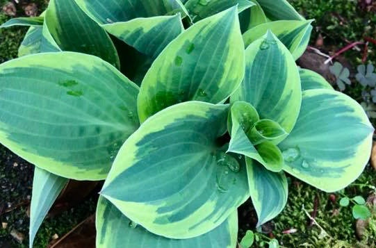 Hosta 'Bedazzled'