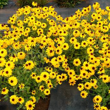 Rudbeckia 'Little Suzy' Black-Eyed Susan