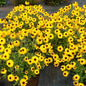 Rudbeckia 'Little Suzy' Black-Eyed Susan