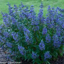 Spirea - Beyond Midnight Bluebeard