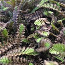 Leptinella 'Platts Black Brass Button' Squalida