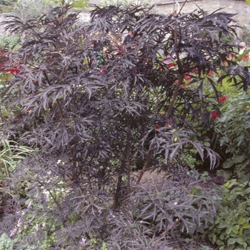 Sambucus Nigra - Black Lace