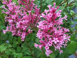 Lilac - Bloomerang Dwarf Pink