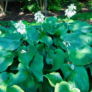 Hosta 'Blue Angel'