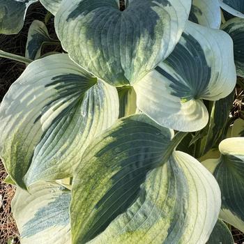 Hosta - Blue Ivory