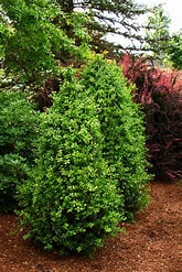 Boxwood - Green Tower