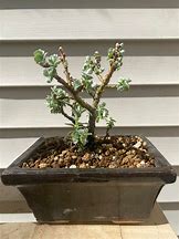 Willow - Boyd’s Dwarf